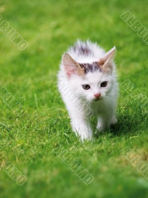 Cat on lawn