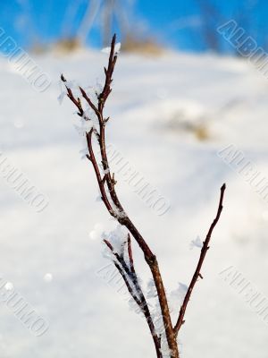 Solitary branch