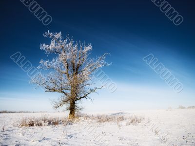 tree in field