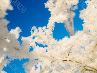 Winter branches