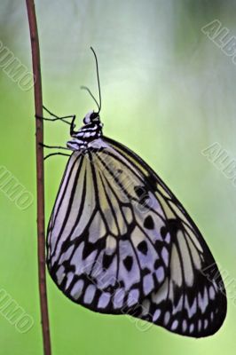 Rice Paper butterfly (Idea leuconoe)