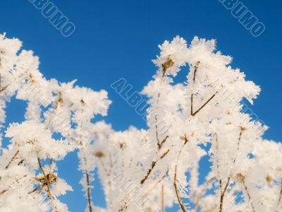 Freezing branches