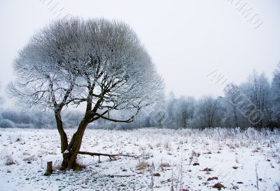 Freezing tree