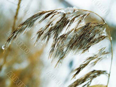 branch of the bulrush