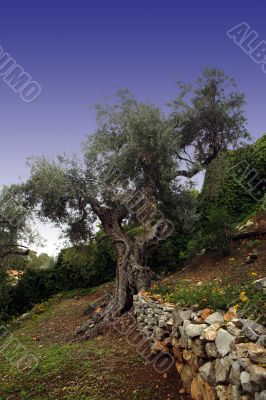 olive tree