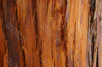 Bark of pine tree