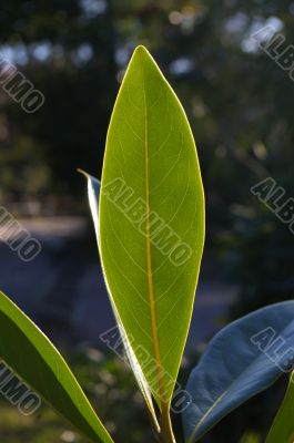 Magnolia’s leaf