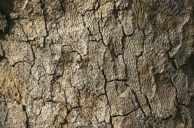 Old tree bark texture background
