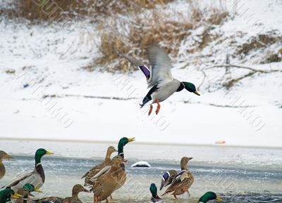 Ducks in winter