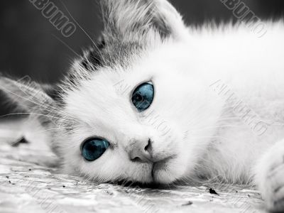 cat with blue eye