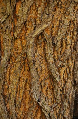 Bark of cypress