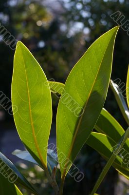 Magnolia’s leaves