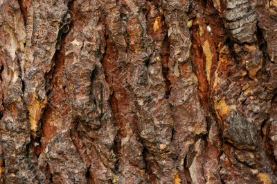 Bark of cypress