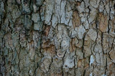 Old tree bark texture background