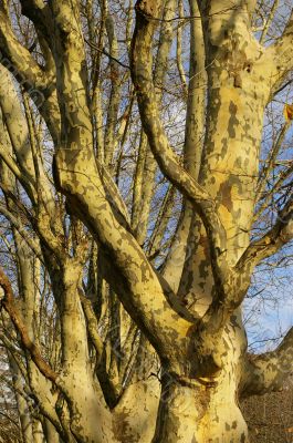 Sycamore’s trees in winter