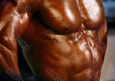 isolated muscular male torso