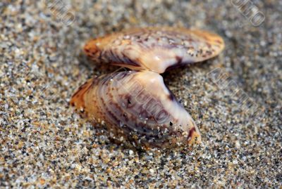 Opened bowl on sand