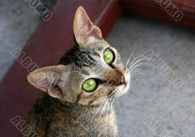 Cat with green eyes