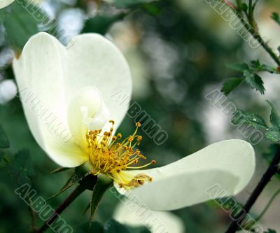 flower of the wild rose