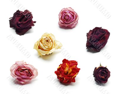 dried roses