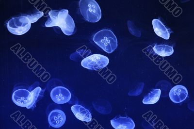 Jellyfish in blue water