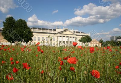 Poppy seed field