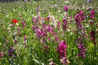 Wildflowers in the german Harz mountains