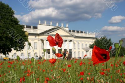 Poppy seed field