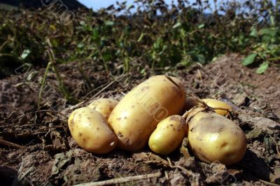 Fresh potatoes on a field