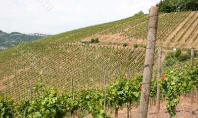 Vineyard near