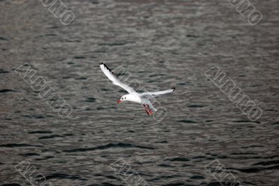 sea-gull