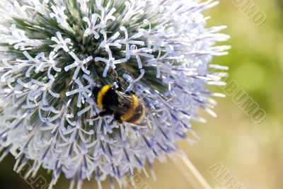 bee on flower