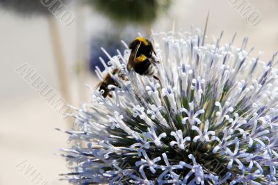 bees on flower