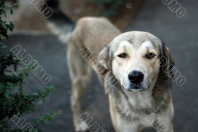 innocent stray dog looking at camera