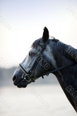 horsehead close-up