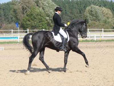 equestrian woman on black stallion horse