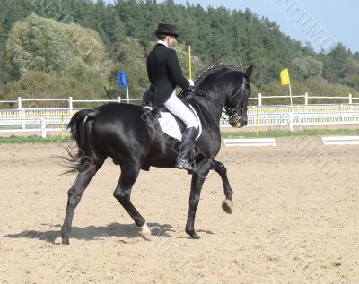 equestrian woman on black stallion horse