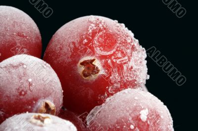 The frozen cranberry.