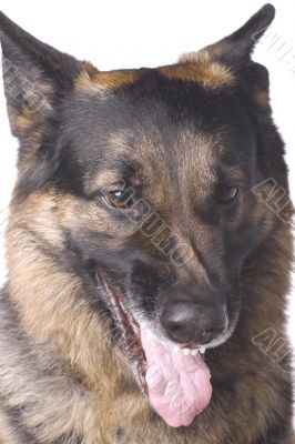 German shepherd close up