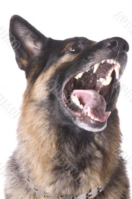 German shepherd on white