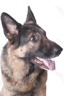 German shepherd
