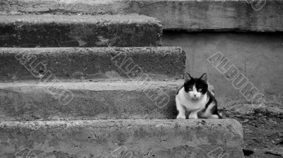 tomcat on the step