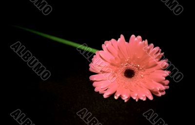 Background with pink gerbera