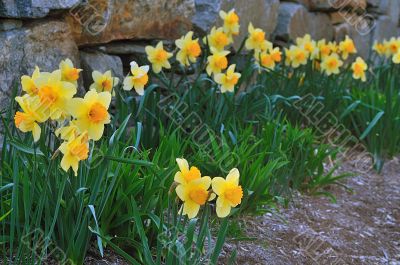 Daffodil