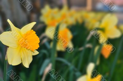Daffodil