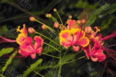 Gulmohar