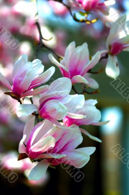 Cherry Blossoms