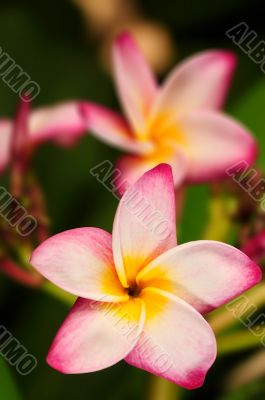 Frangipani