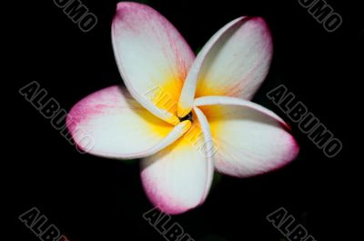 Frangipani