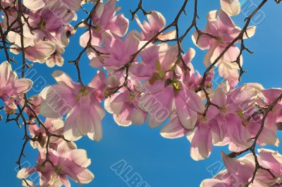 Cherry Blossoms